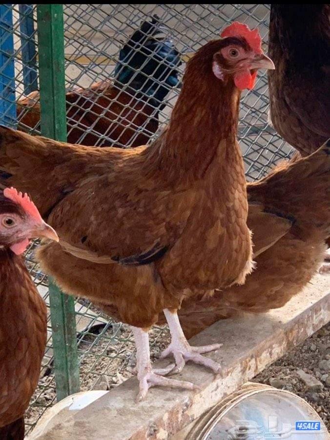 دجاج هولندي جيل أول ألوان زاهية يوجد ديوك ودجاج6