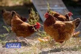 دجاج هولندي جيل أول ألوان زاهية يوجد ديوك ودجاج5