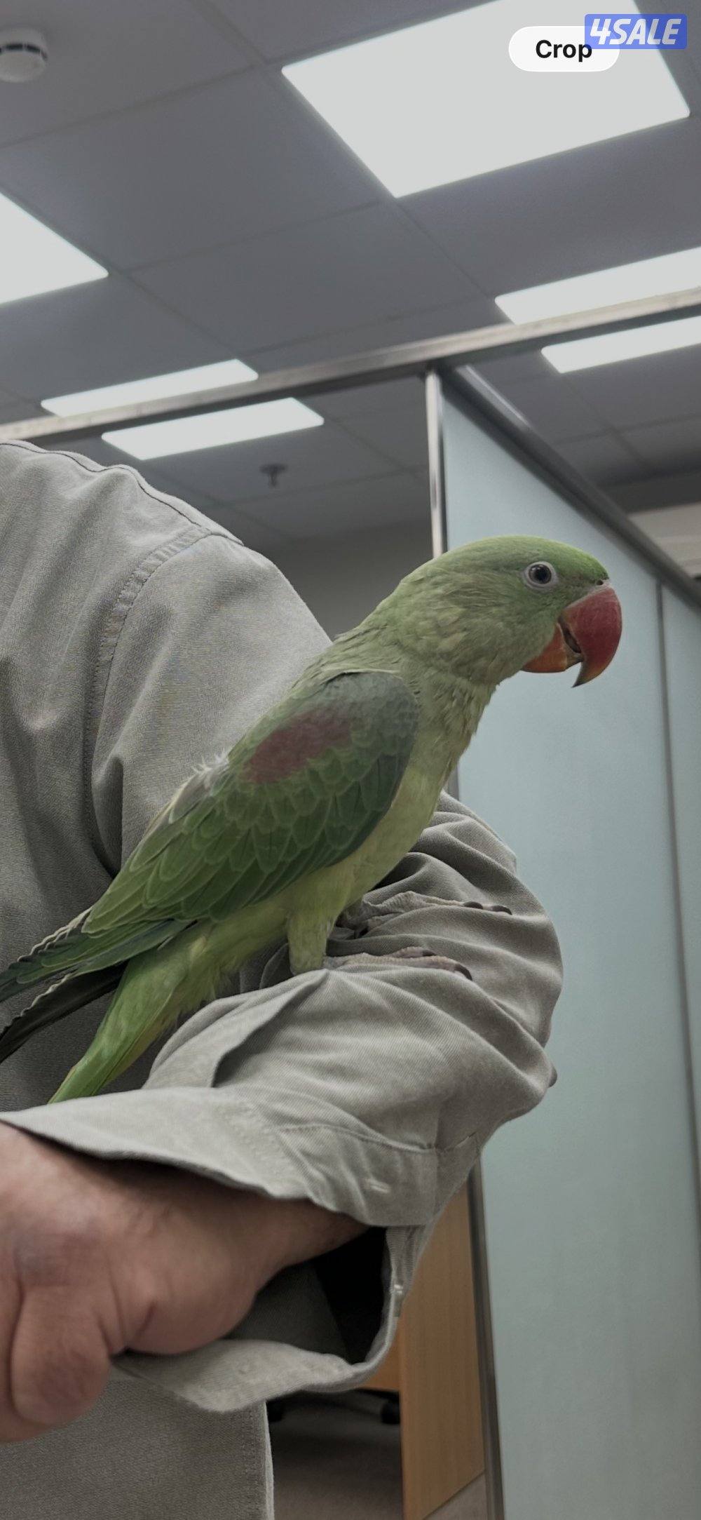 ببغاء نيبالي أليف عمره 4 شهور يطب علي اليد من اي مكان قابل للتعليم0