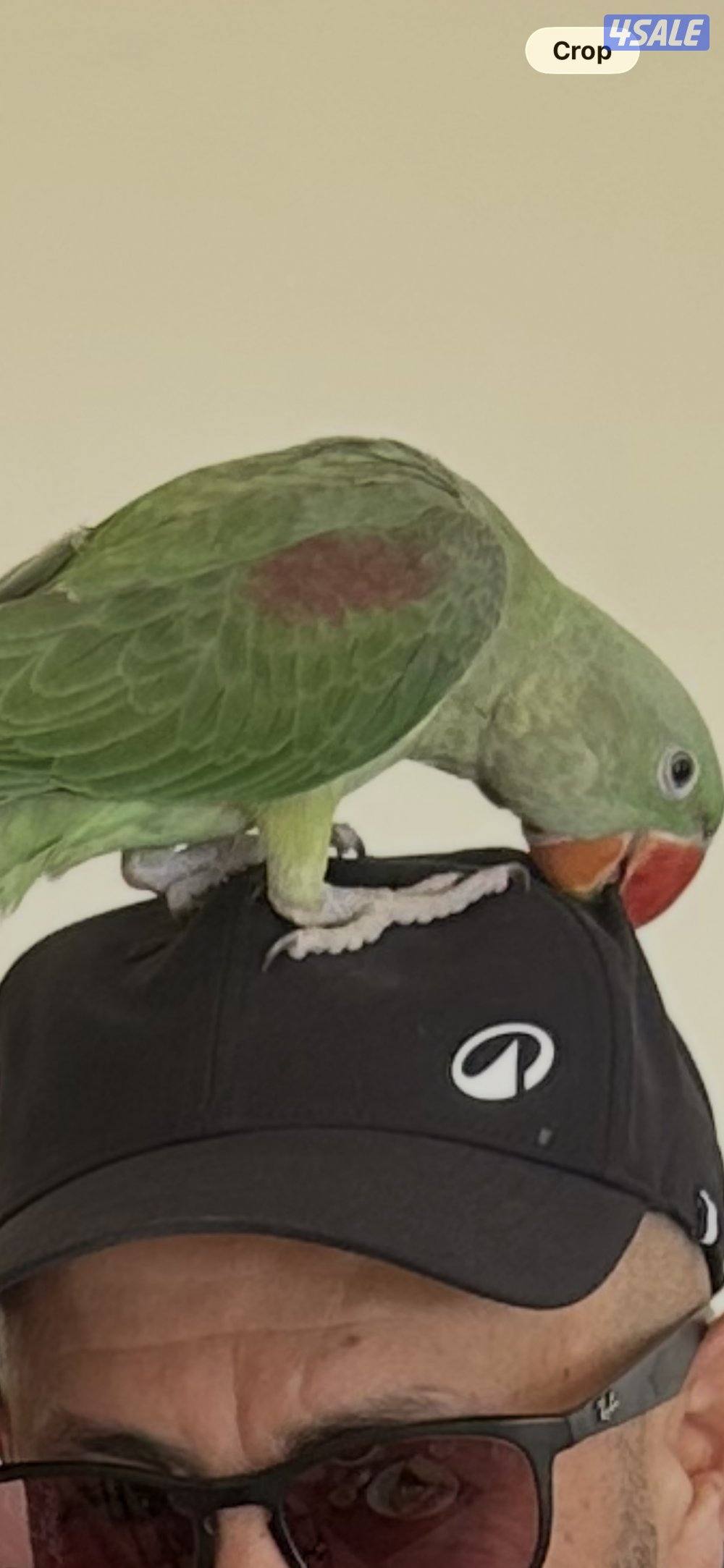 ببغاء نيبالي أليف عمره 4 شهور يطب علي اليد من اي مكان قابل للتعليم1