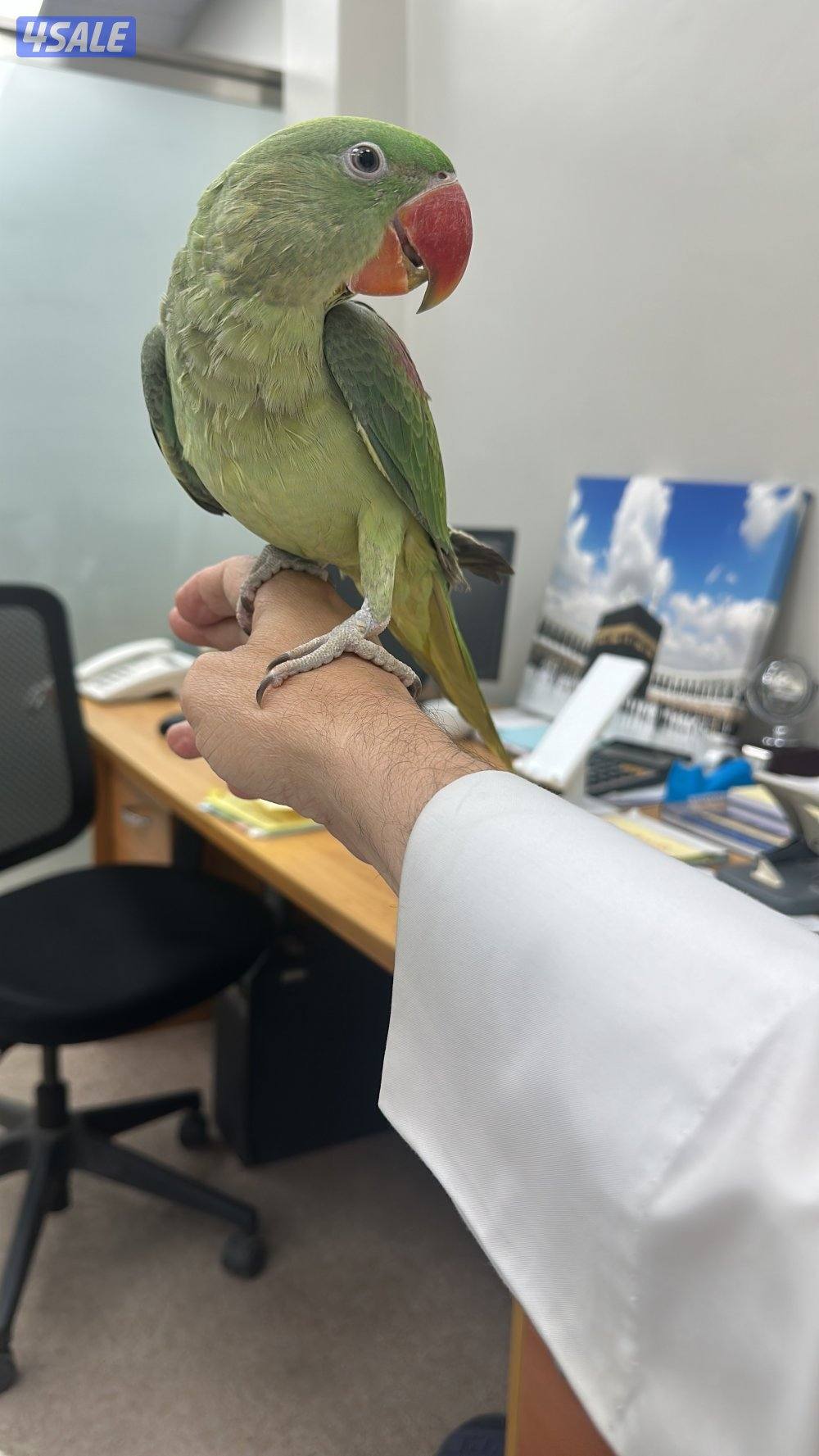 ببغاء نيبالي أليف عمره 4 شهور يطب علي اليد من اي مكان قابل للتعليم2