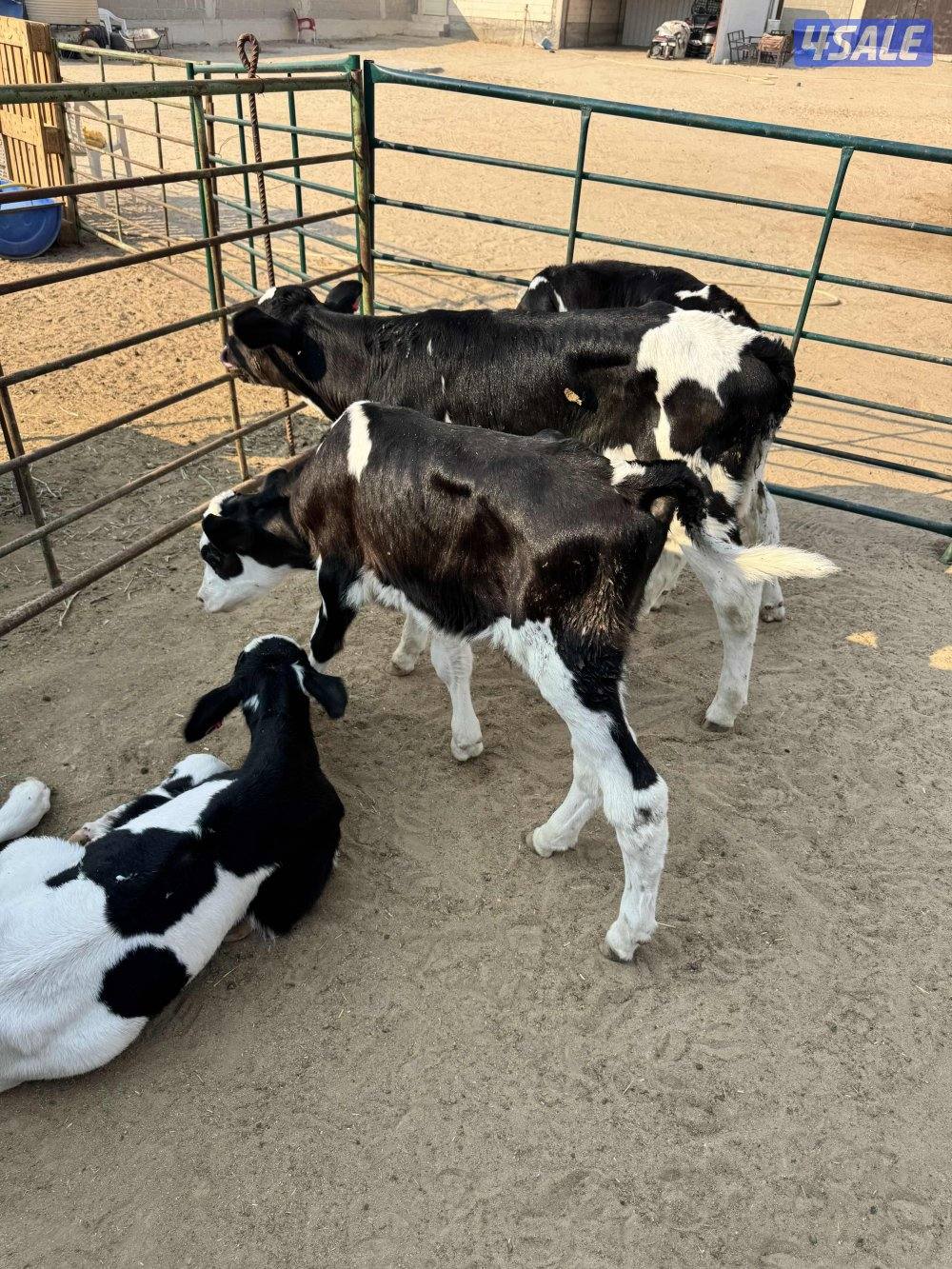 عجول للبيع الأعمار من شهر لي شهرين ونص0