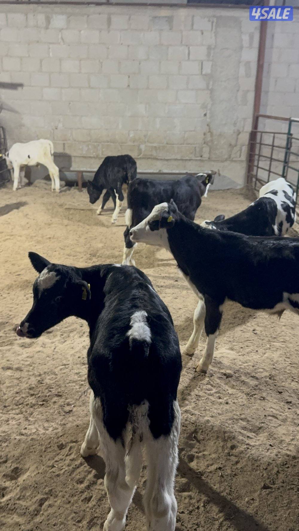 عجول للبيع الأعمار من شهر لي شهرين ونص2