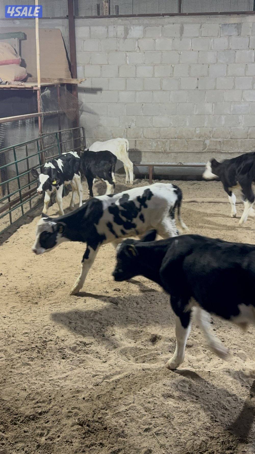 عجول للبيع الأعمار من شهر لي شهرين ونص3