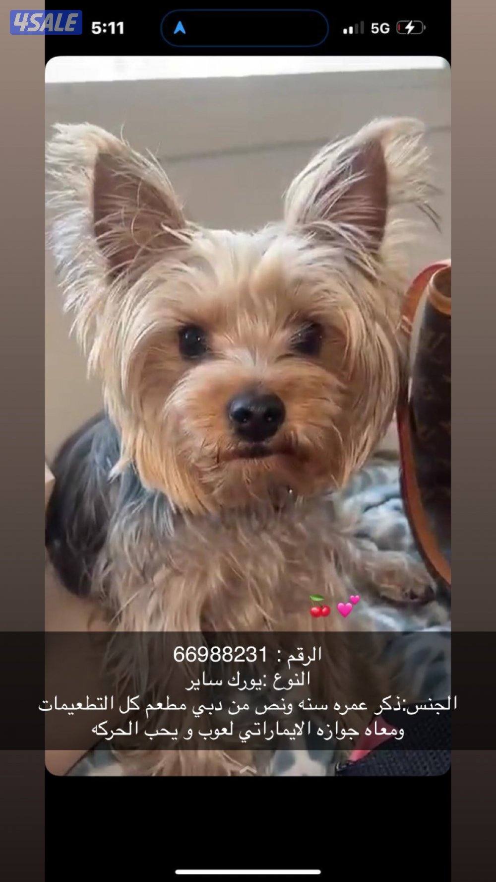 لبيع يورك شاير0