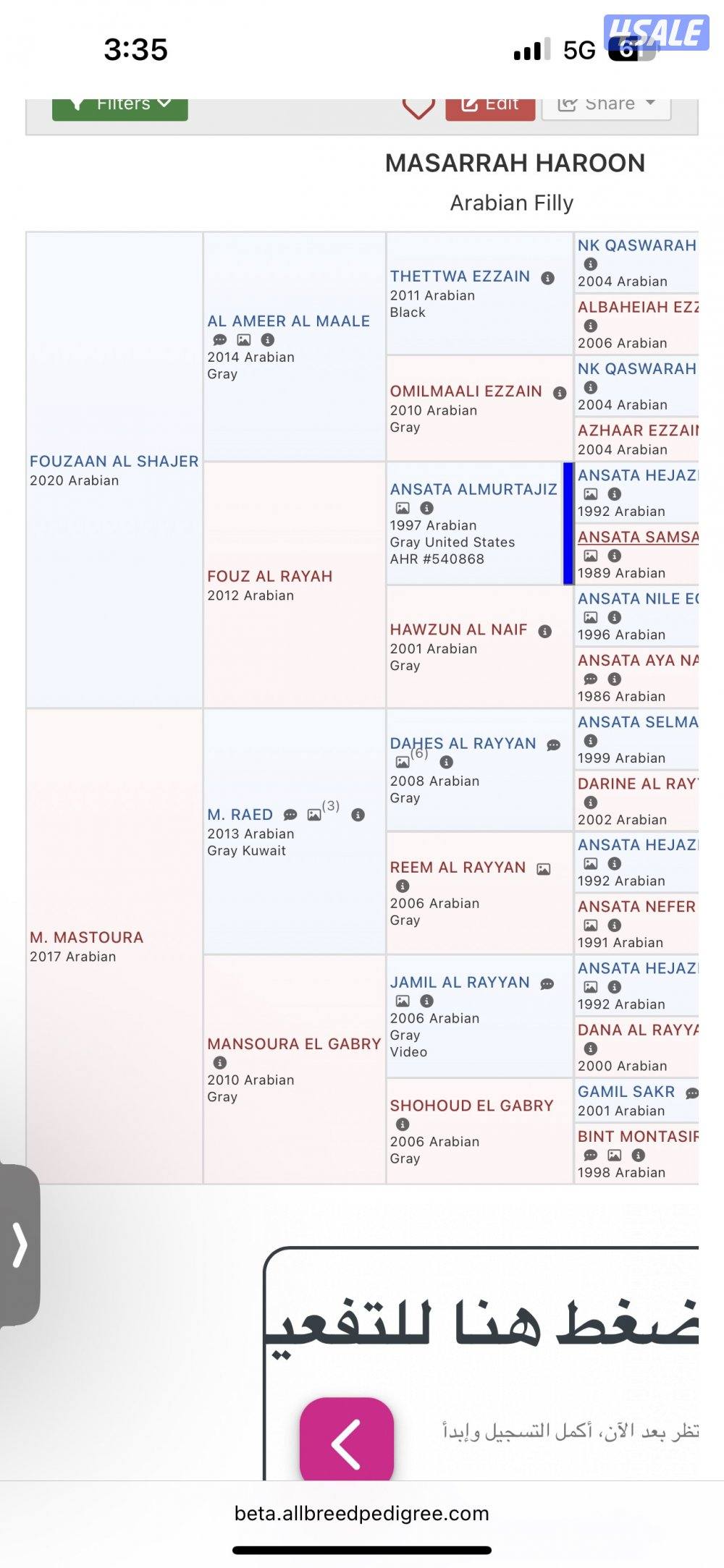 للبيع مهره مصريه5