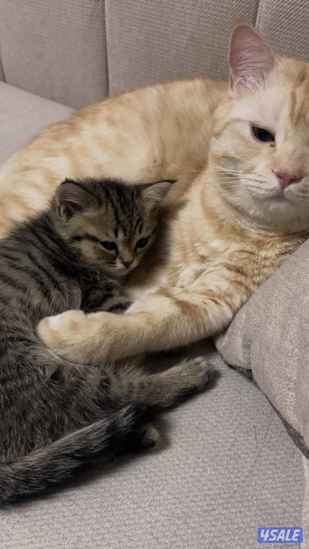 قطتين برتش لونج هير و شورت هير في خدمة توصيل1