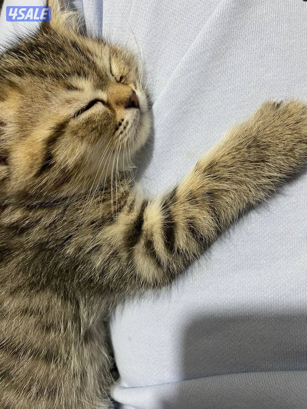 قطتين برتش لونج هير و شورت هير في خدمة توصيل2