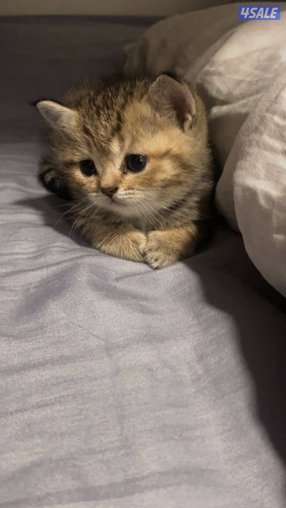 قطتين برتش لونج هير و شورت هير في خدمة توصيل3