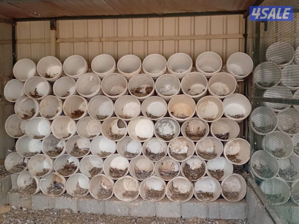 درامات صبغ مستعمله تصلح للحمام والمزارع العدد تقريبا 9003