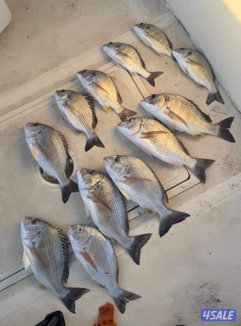 ‏‎نوخذه كويتي حداق جسر جابر والجون وتعليم الحداق والجق ولفاح5