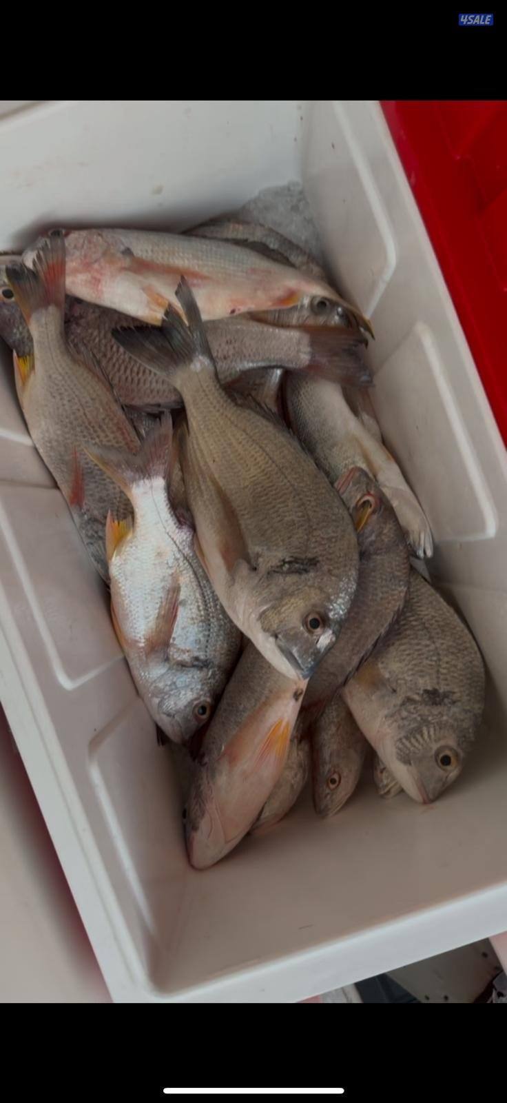 ‏‎نوخذه كويتي حداق جسر جابر والجون وتعليم الحداق والجق ولفاح13