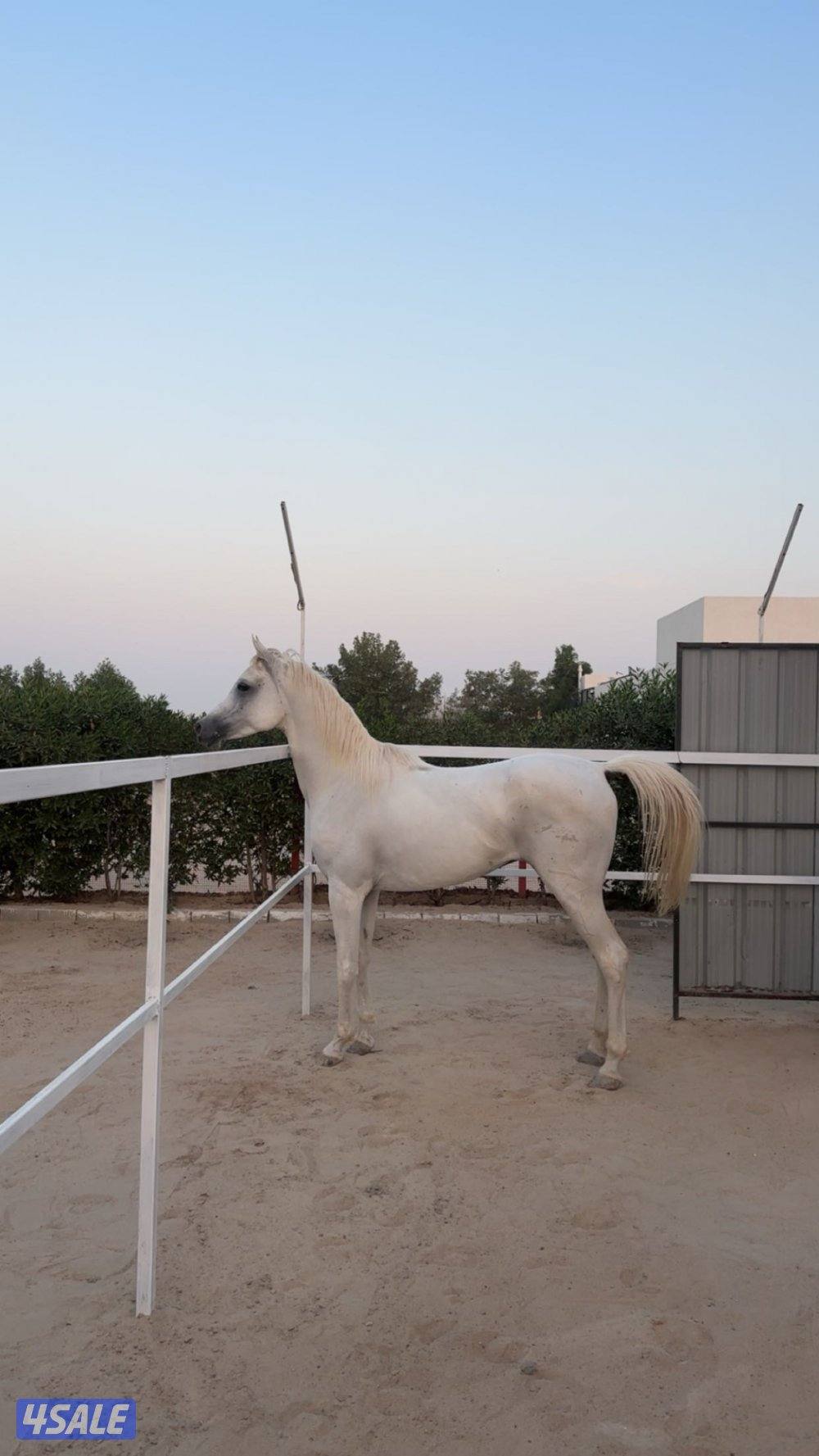 خيل مصري البيع بلدي0