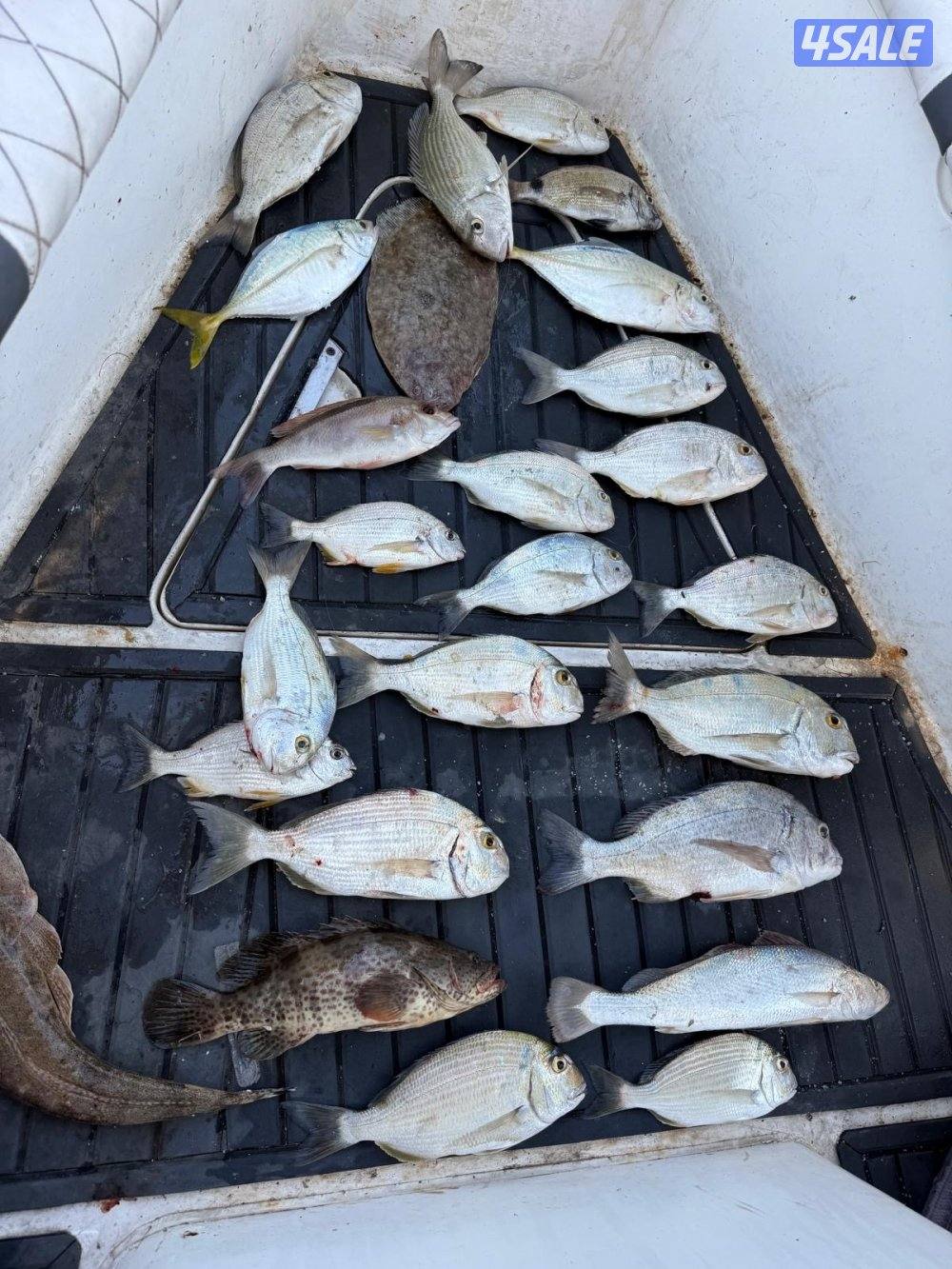 ‏‎نوخذه كويتي حداق جسر جابر والجون وتعليم الحداق والجق ولفاح8