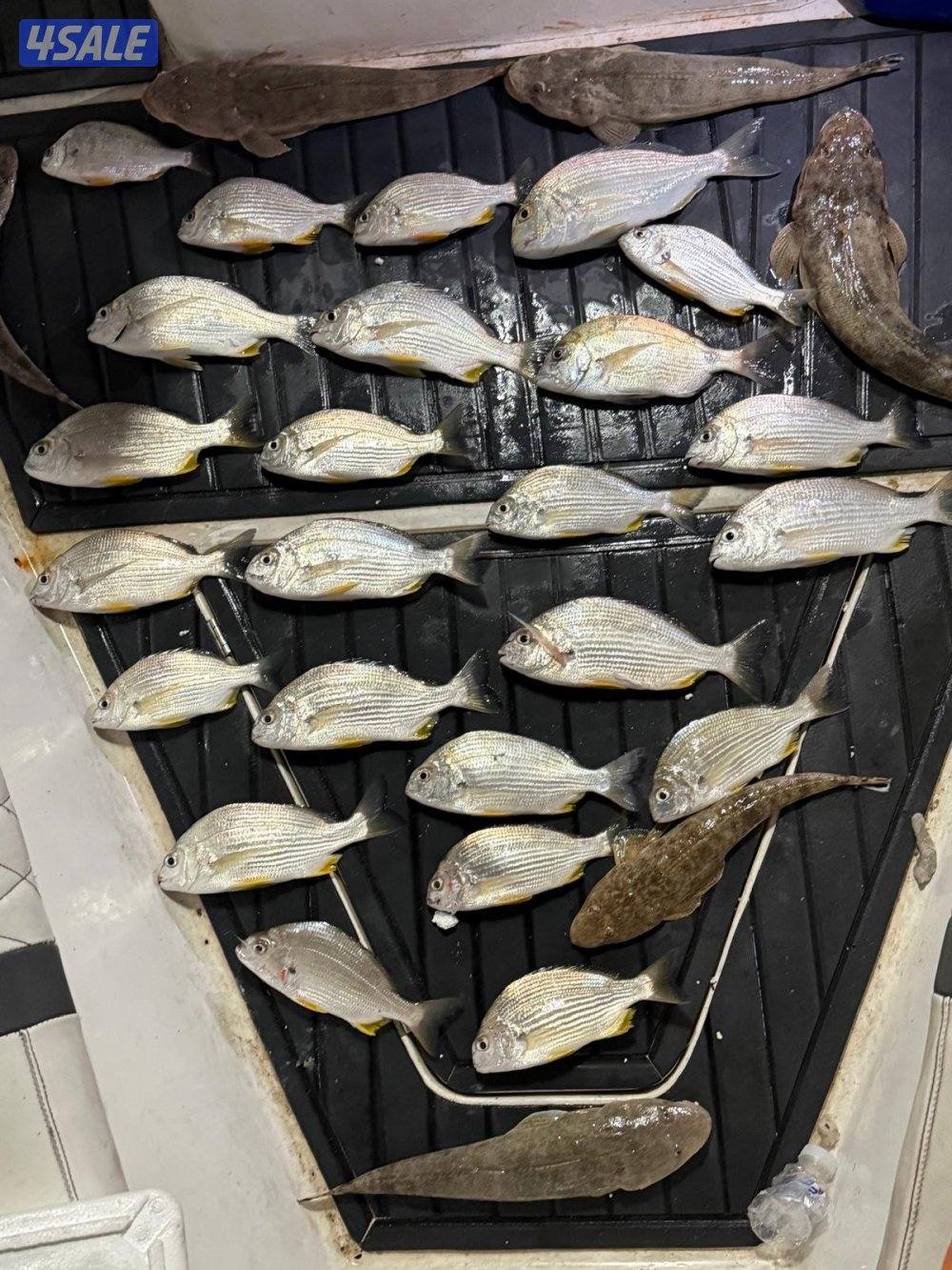 ‏‎نوخذه كويتي حداق جسر جابر والجون وتعليم الحداق والجق ولفاح7