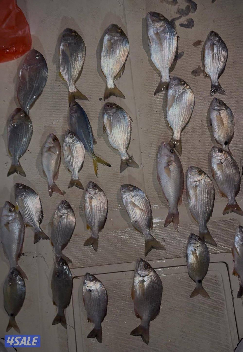 ‏‎نوخذه كويتي حداق جسر جابر والجون وتعليم الحداق والجق ولفاح12