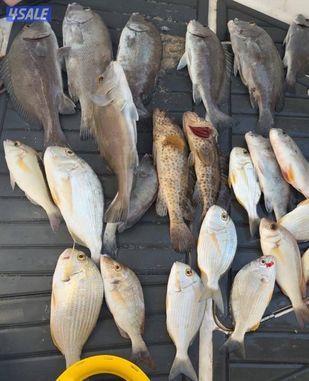 ‏‎نوخذه كويتي حداق جسر جابر والجون وتعليم الحداق والجق ولفاح11