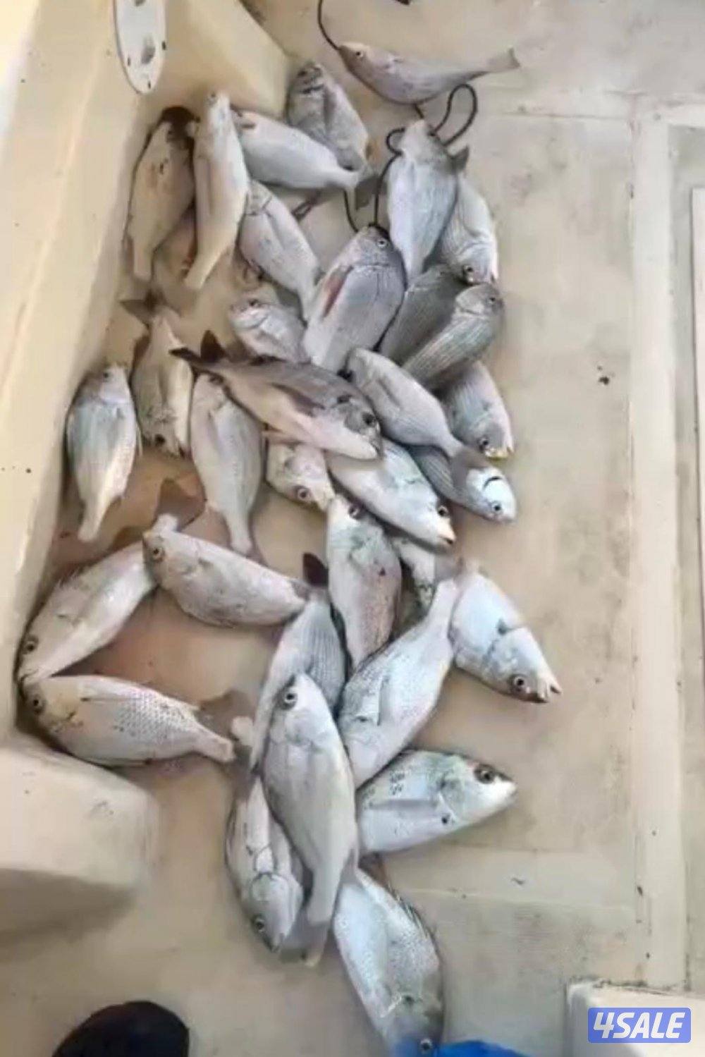 ‏‎نوخذه كويتي حداق جسر جابر والجون وتعليم الحداق والجق ولفاح13