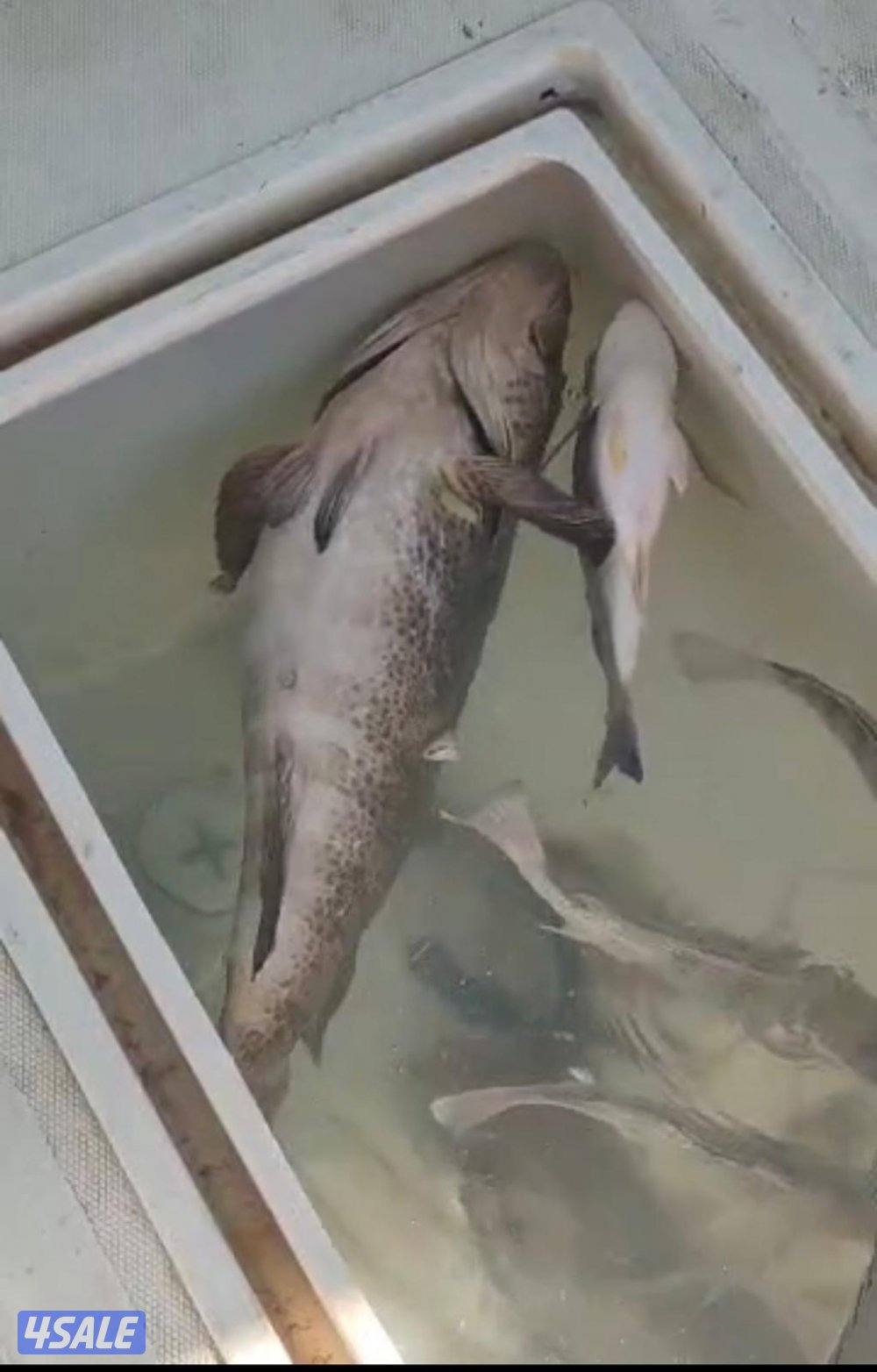 ‏‎نوخذه كويتي حداق جسر جابر والجون وتعليم الحداق والجق ولفاح15