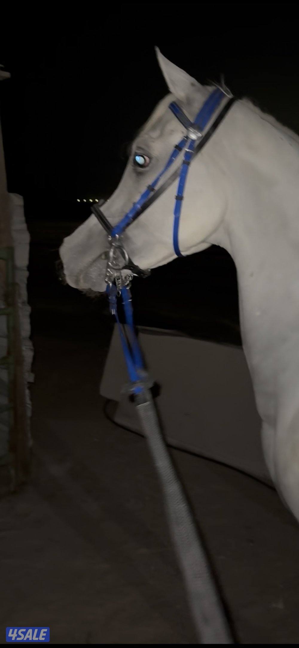 فحل مصري 20190