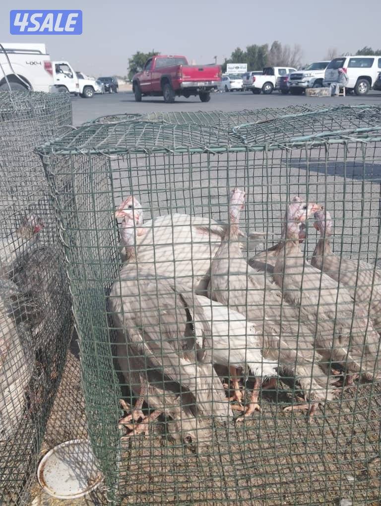 للبيع دجاج كنتي خيبر الوان0