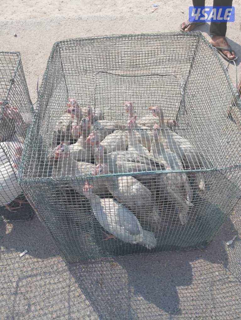 للبيع دجاج كنتي خيبر الوان2