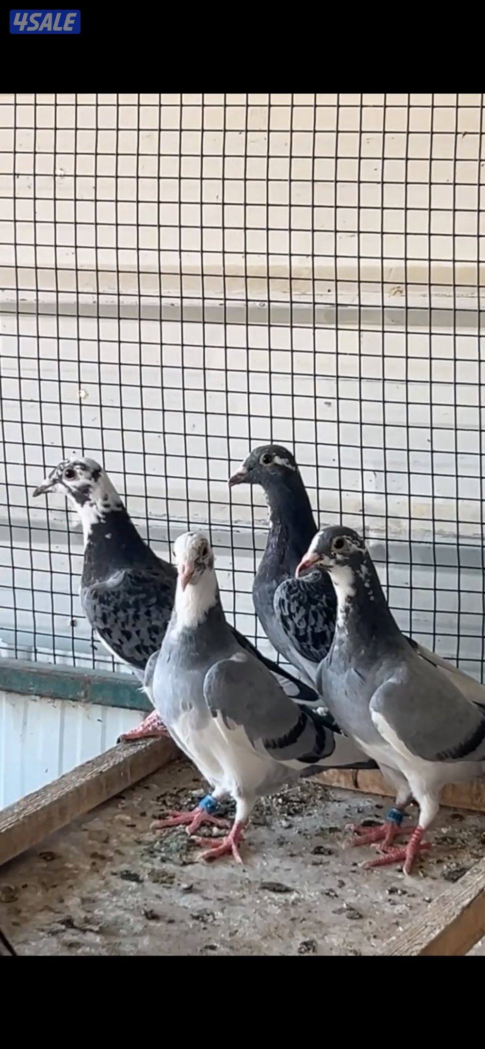 طبات زاجل سلالات واحفاد ابطال2