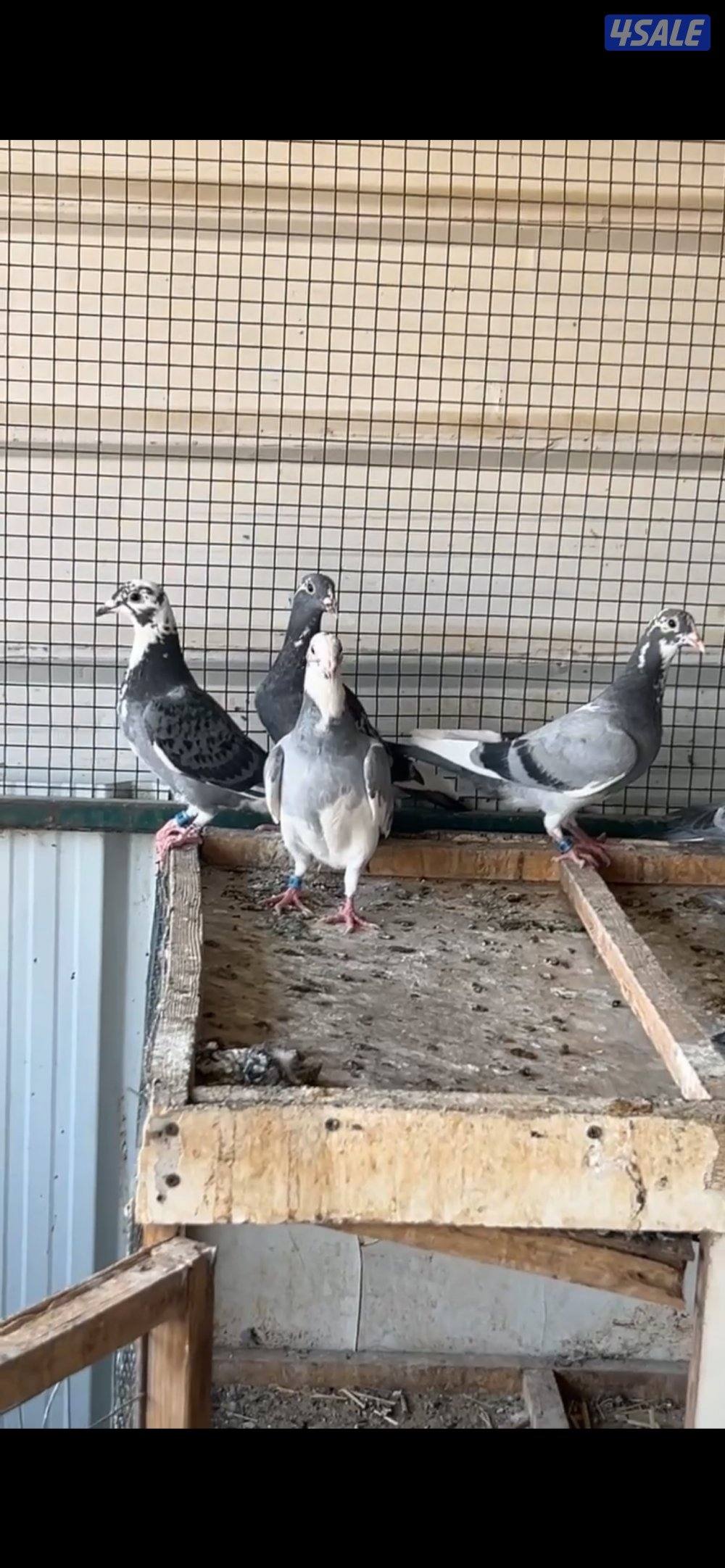 طبات زاجل سلالات واحفاد ابطال3