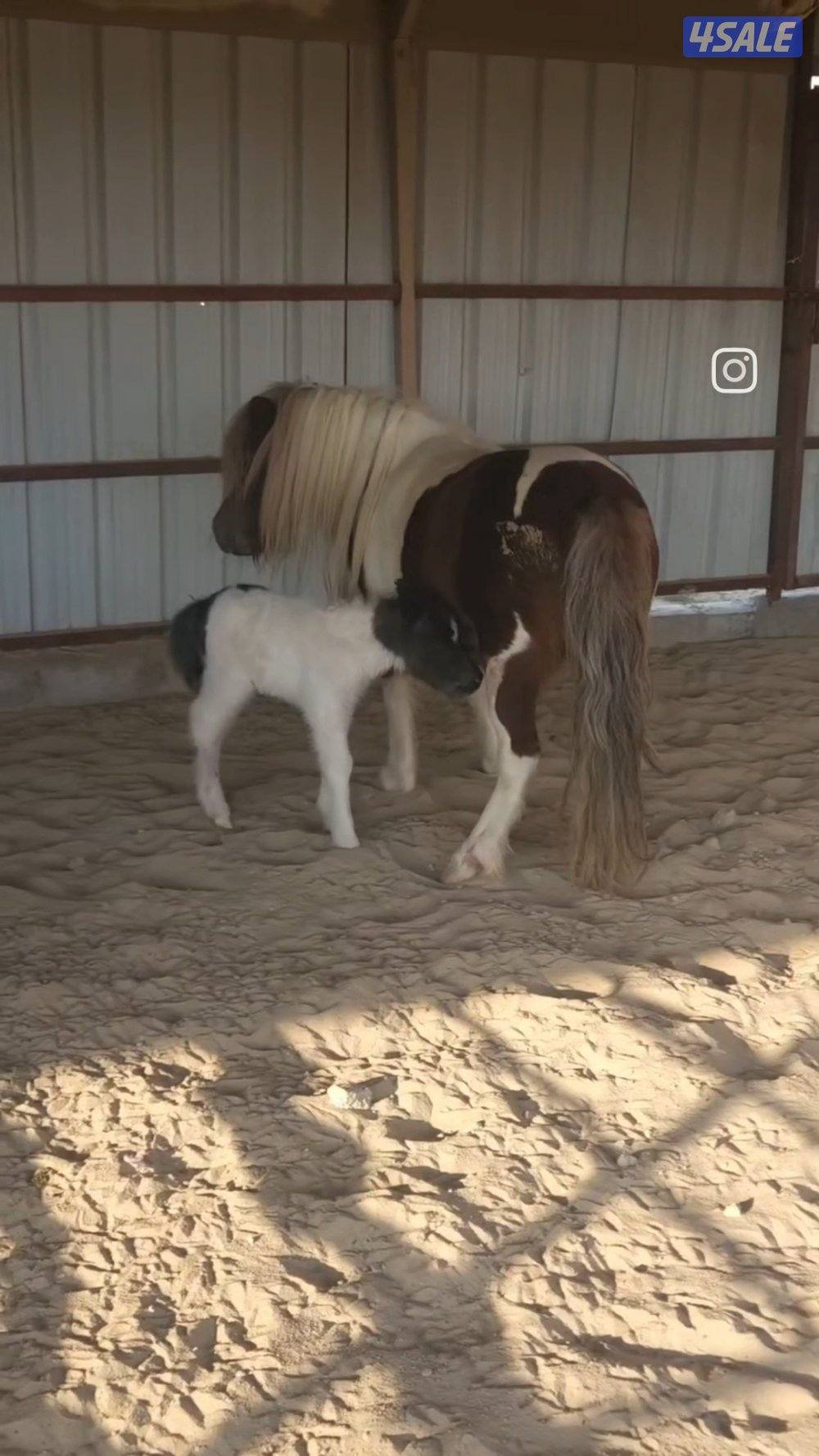 للبيع بونيه مع بنتها0