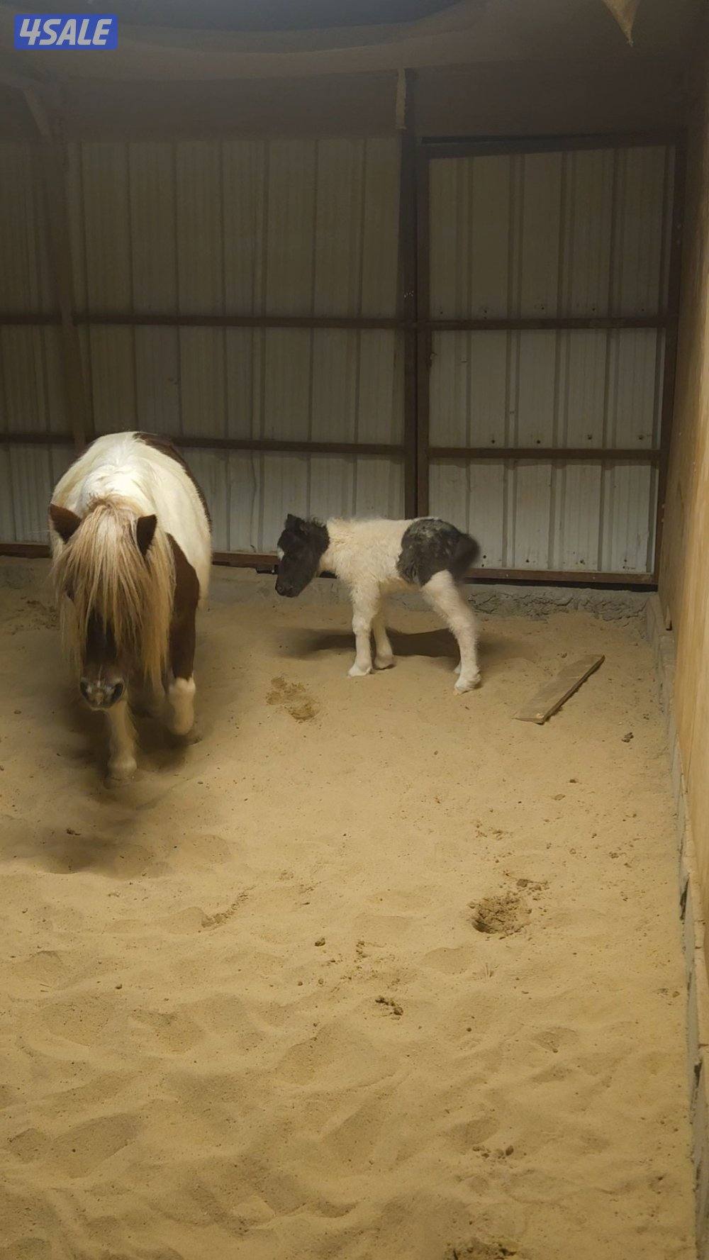 للبيع بونيه مع بنتها1