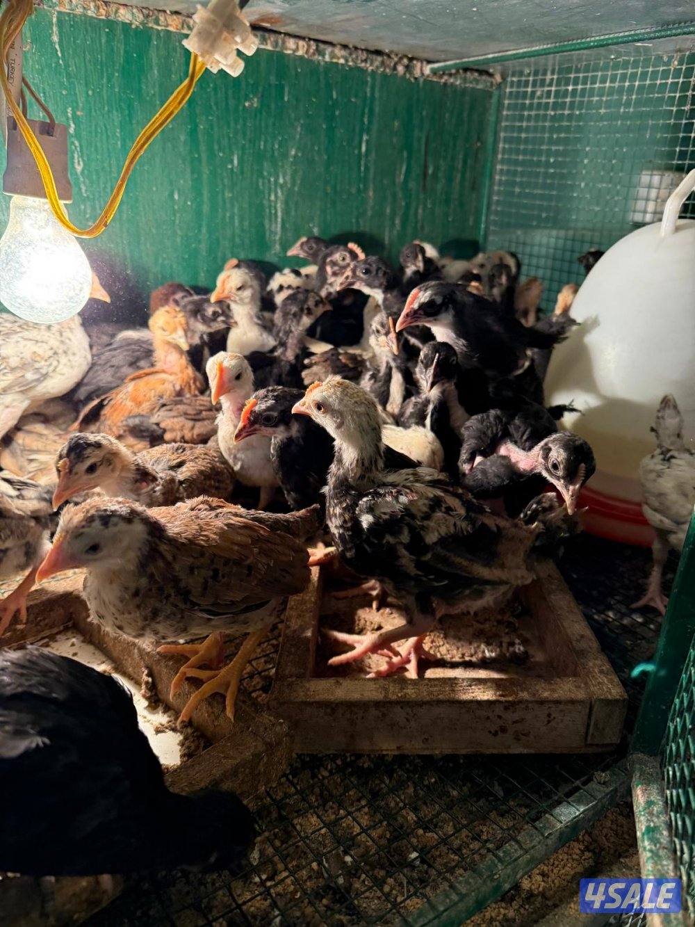 للبيع دجاج اعمار مختلفه1