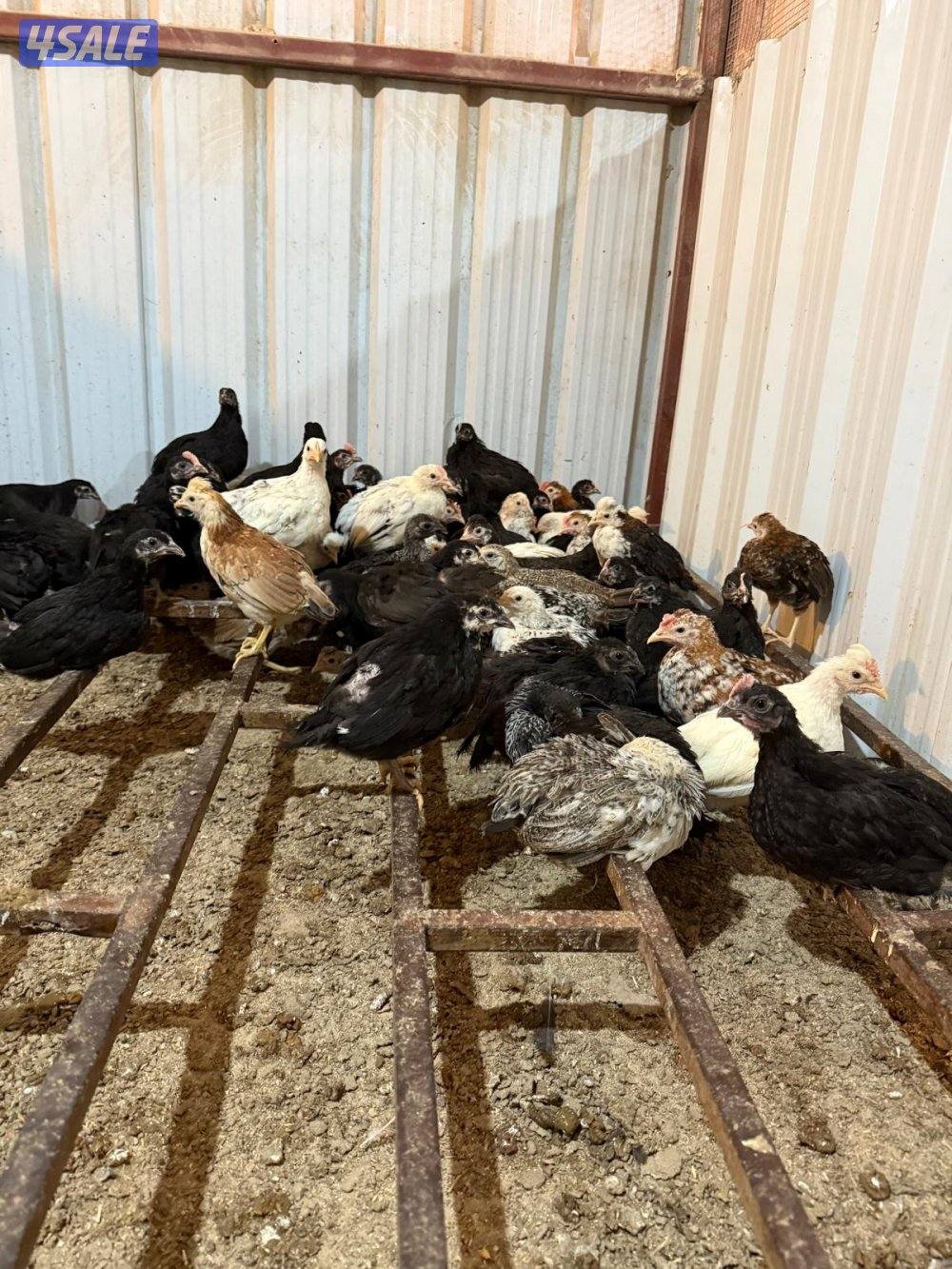 للبيع دجاج اعمار مختلفه3