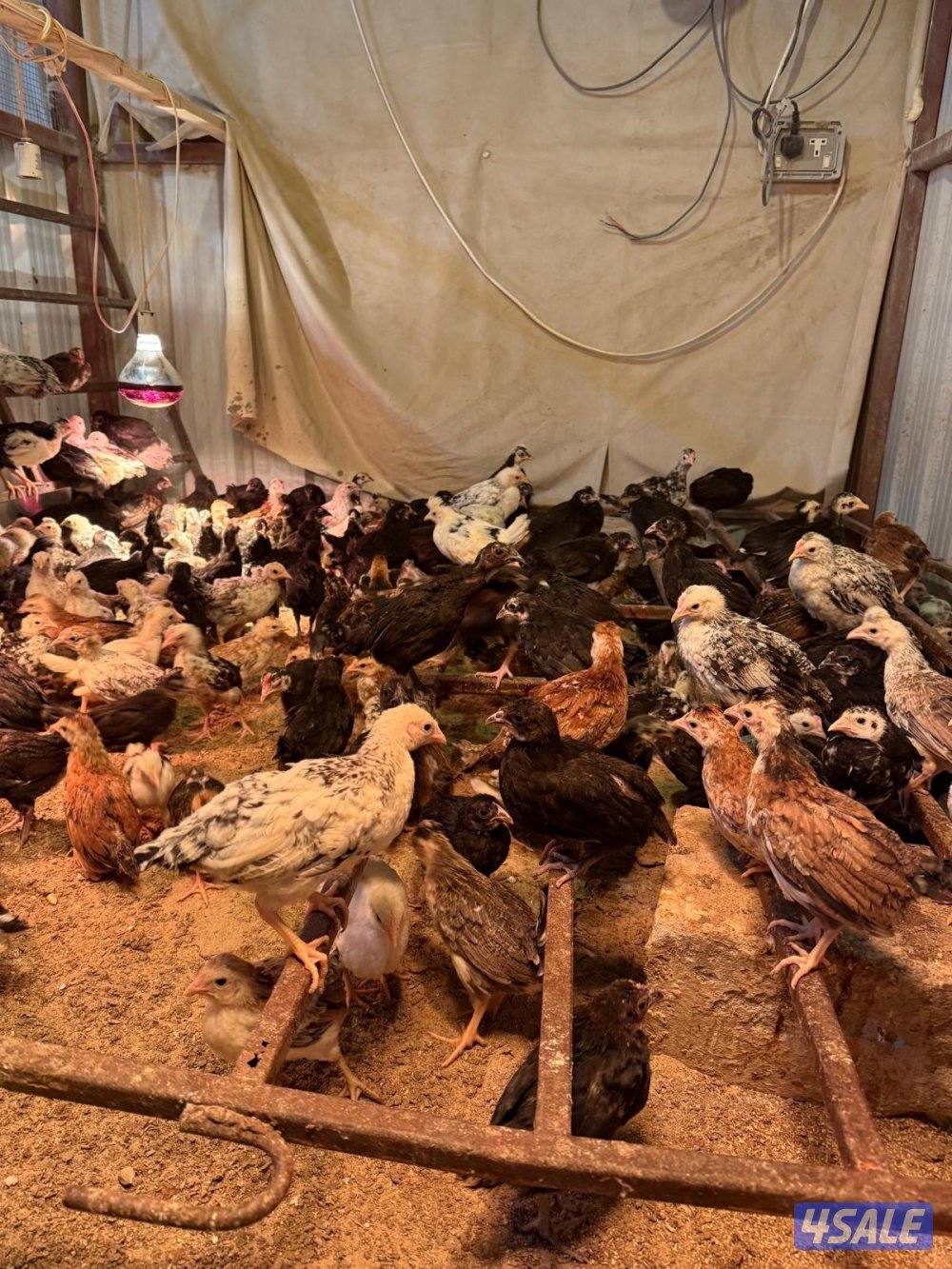 للبيع دجاج اعمار مختلفه4