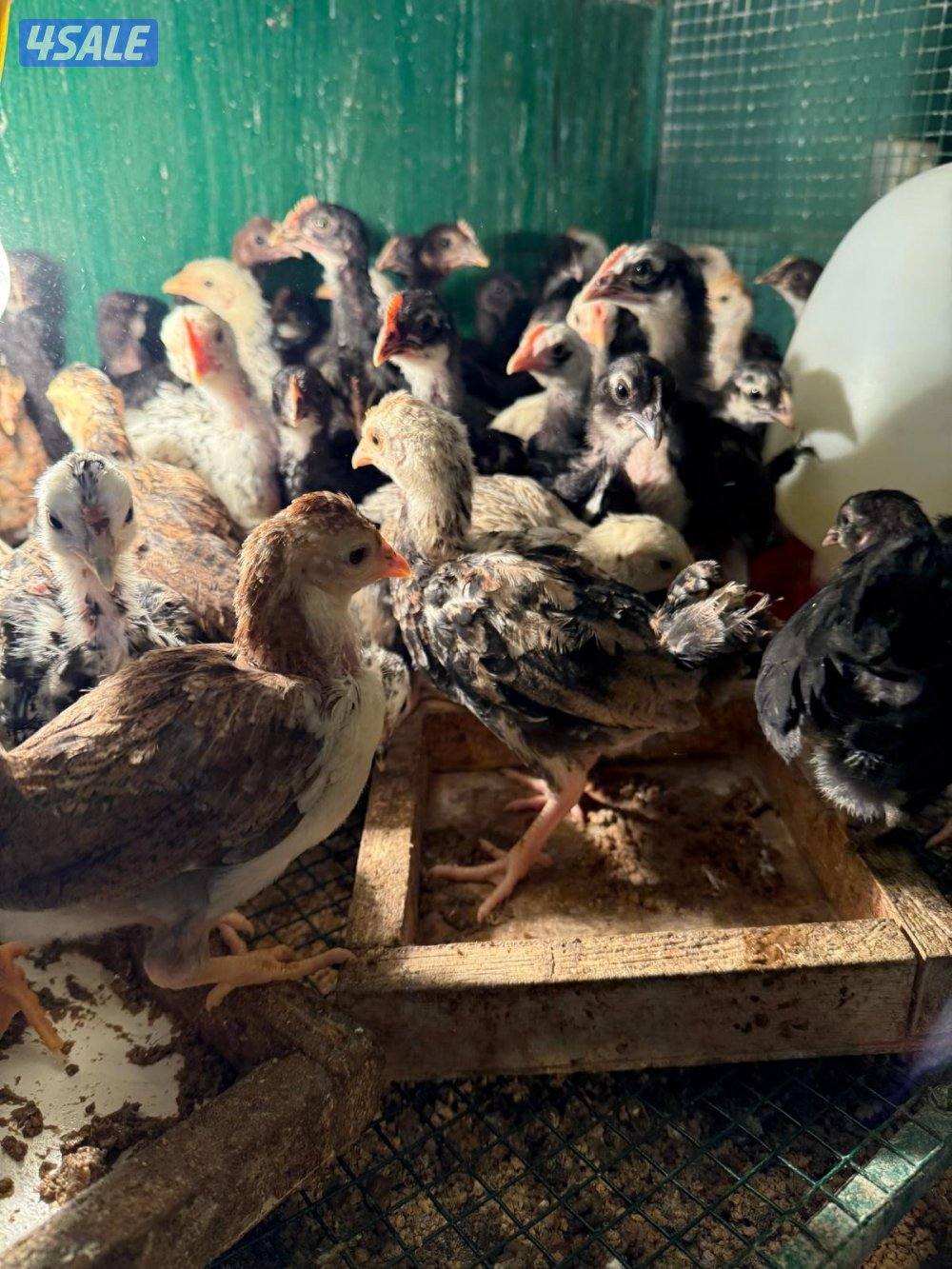 للبيع دجاج اعمار مختلفه6