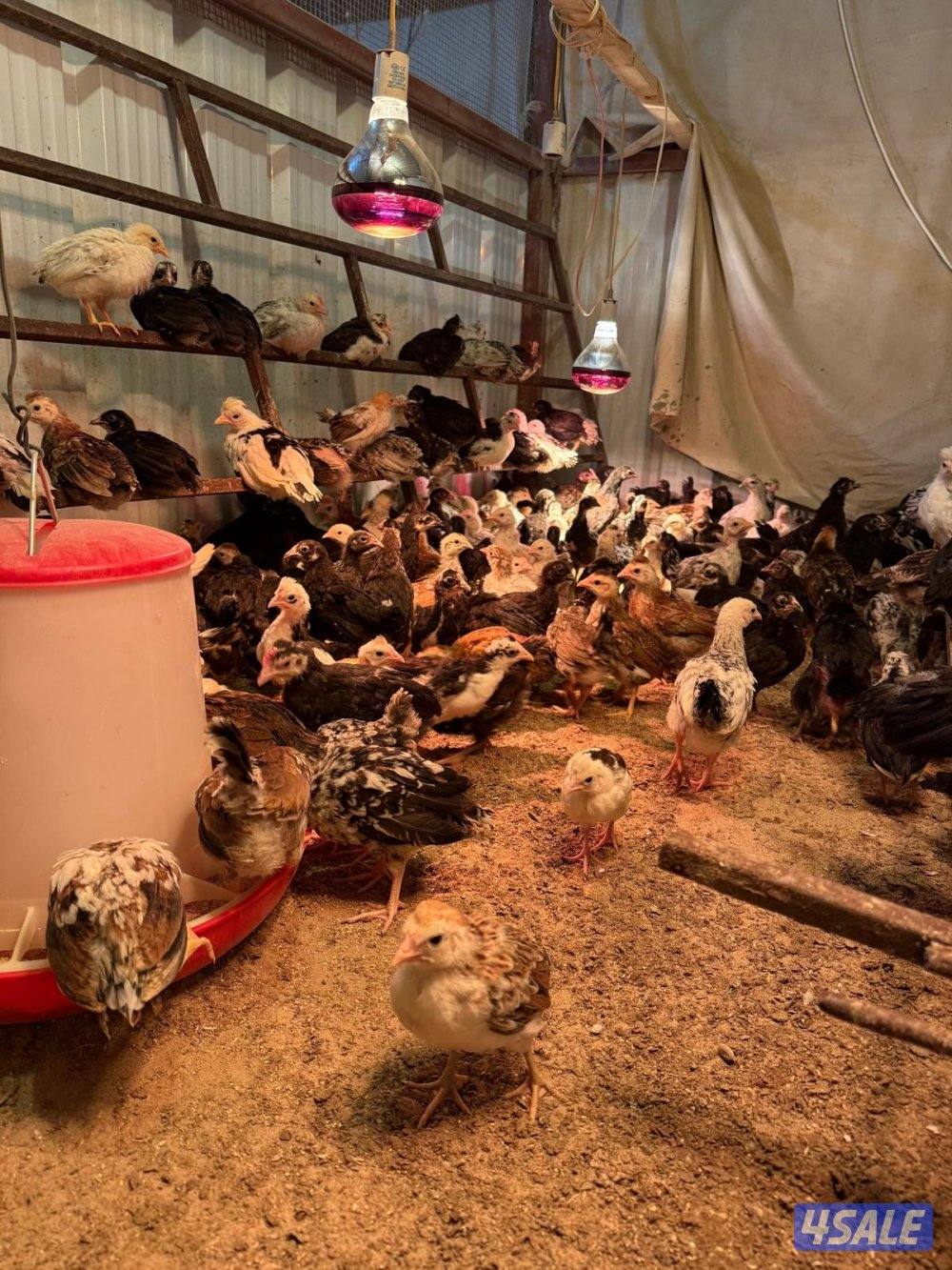 للبيع دجاج اعمار مختلفه5