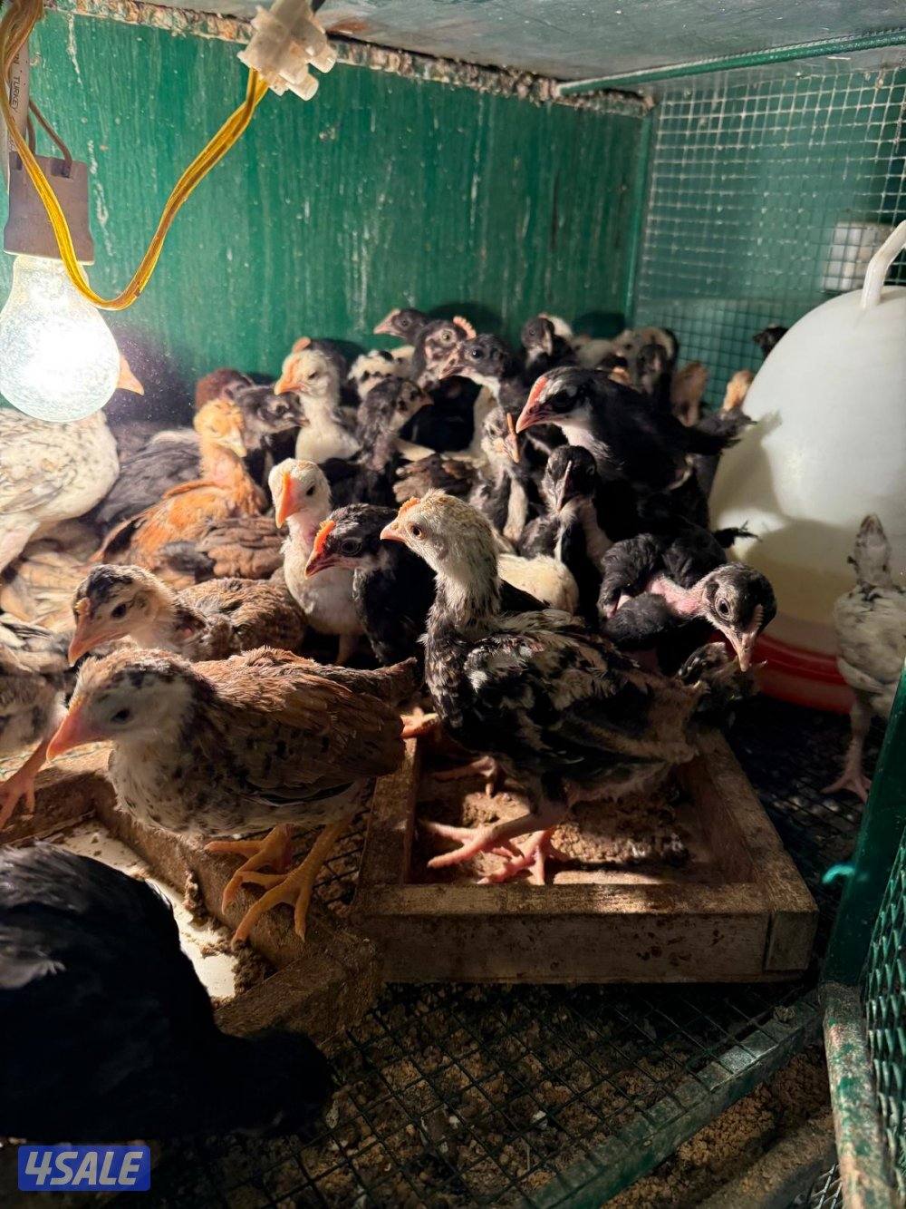 للبيع دجاج اعمار مختلفه7