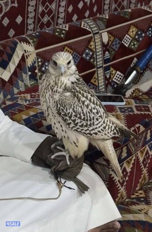 البيع قرموشه بيور فرخ طول ١٦ ونص عرض ١٧.0