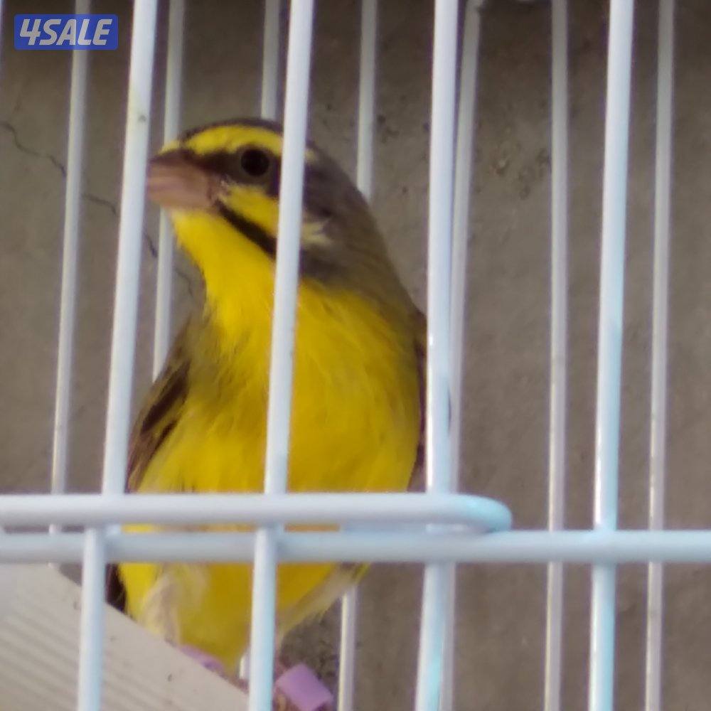 ذكر ياسمين شرط تغريد وجاهز للإنتاج للتواصل واتساب0