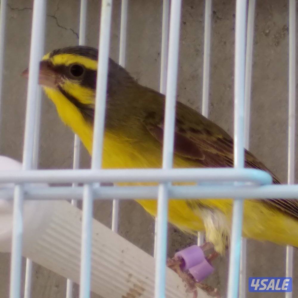 ذكر ياسمين شرط تغريد وجاهز للإنتاج للتواصل واتساب1