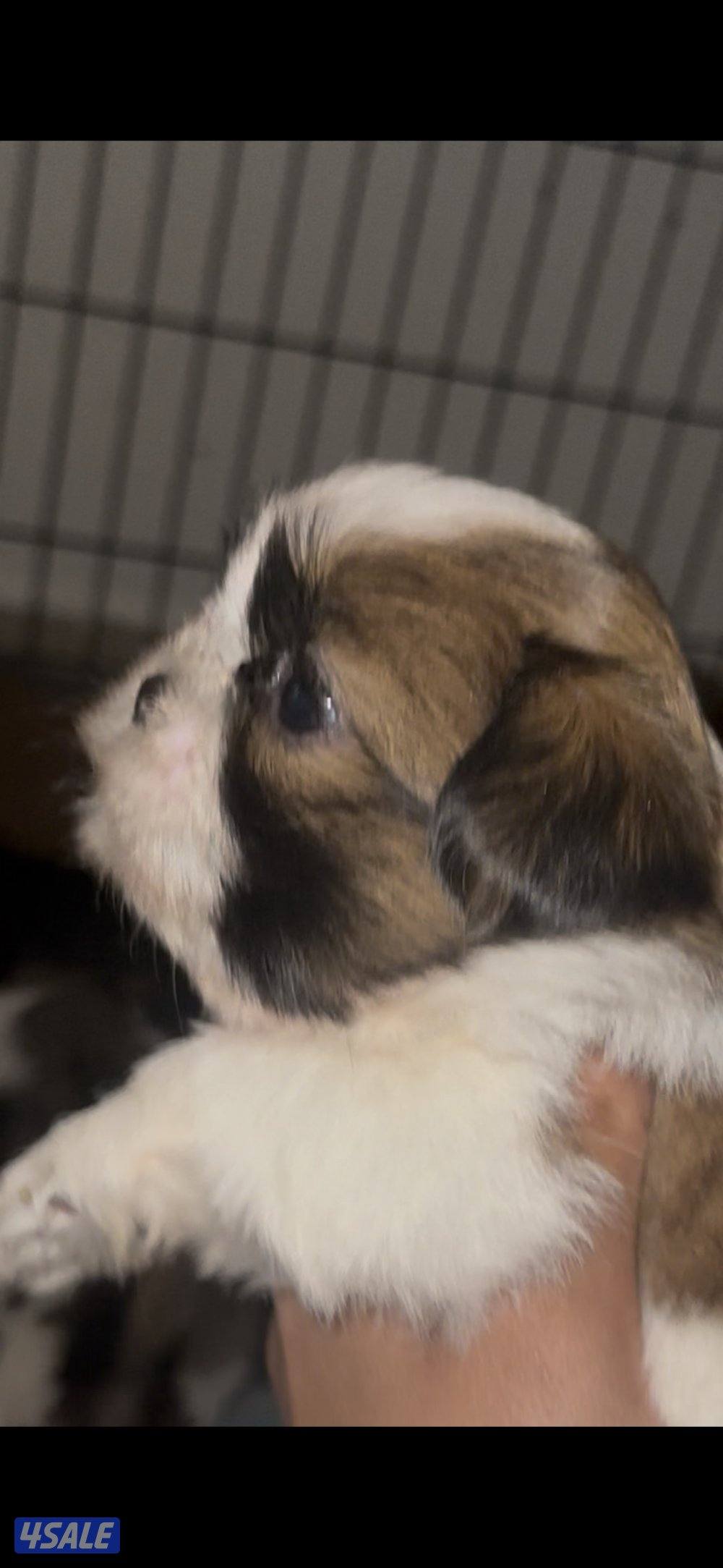 ‏للبيع  شتزو1