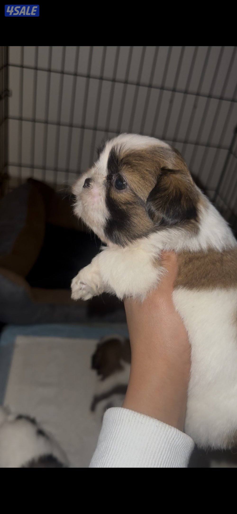 ‏للبيع  شتزو2