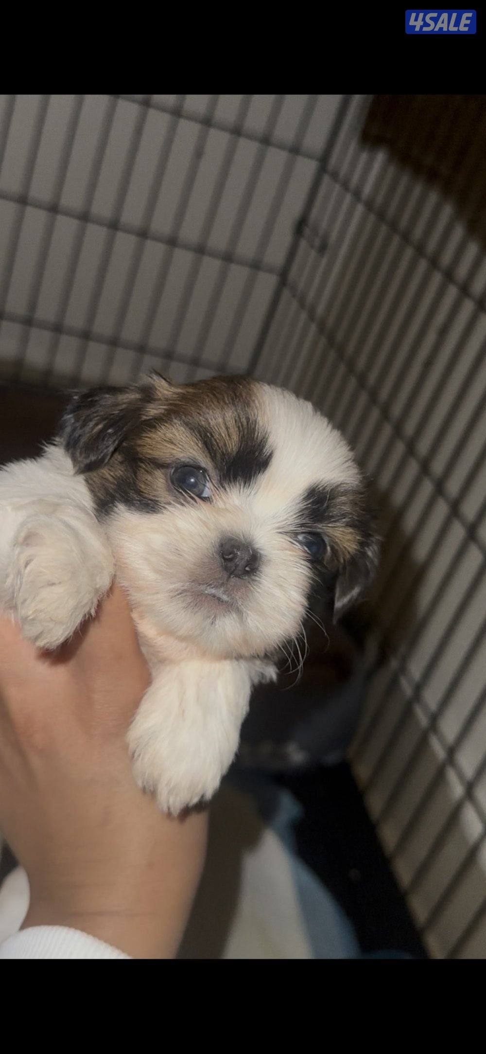 ‏للبيع  شتزو3