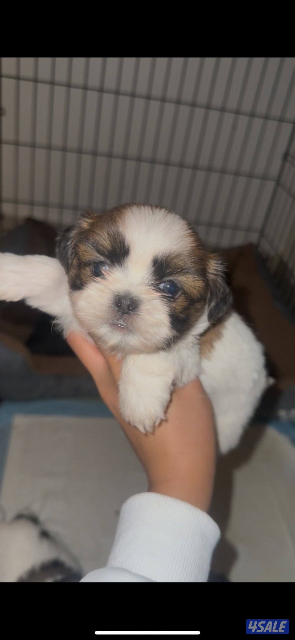 ‏للبيع  شتزو4