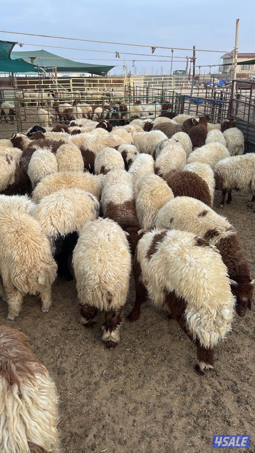 ذبائخ نعيم مربوط واصل الى بيتك ب110 مع الذبح والتوصيل0