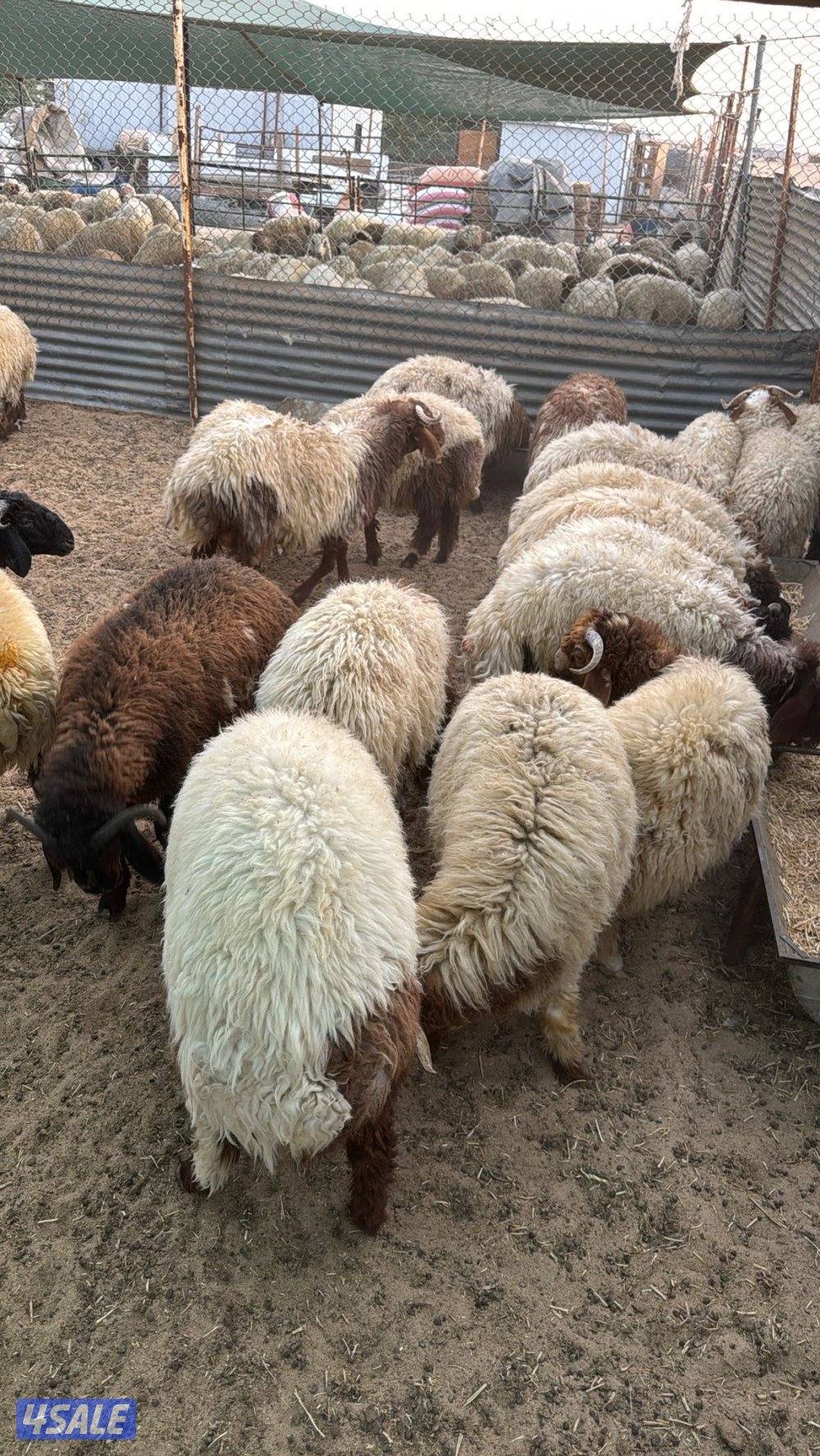 ذبائخ نعيم مربوط واصل الى بيتك ب110 مع الذبح والتوصيل1