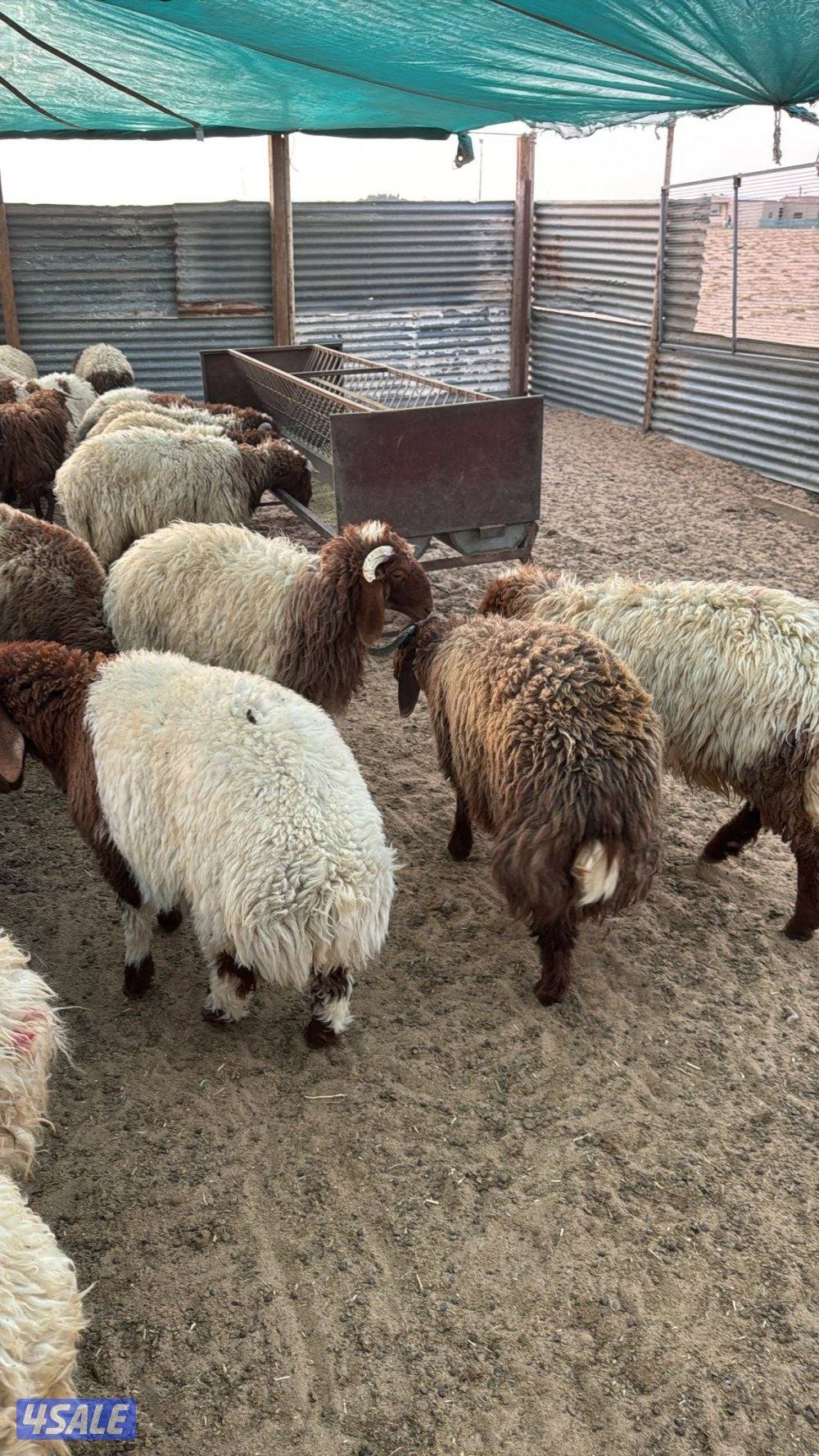 ذبائخ نعيم مربوط واصل الى بيتك ب110 مع الذبح والتوصيل2