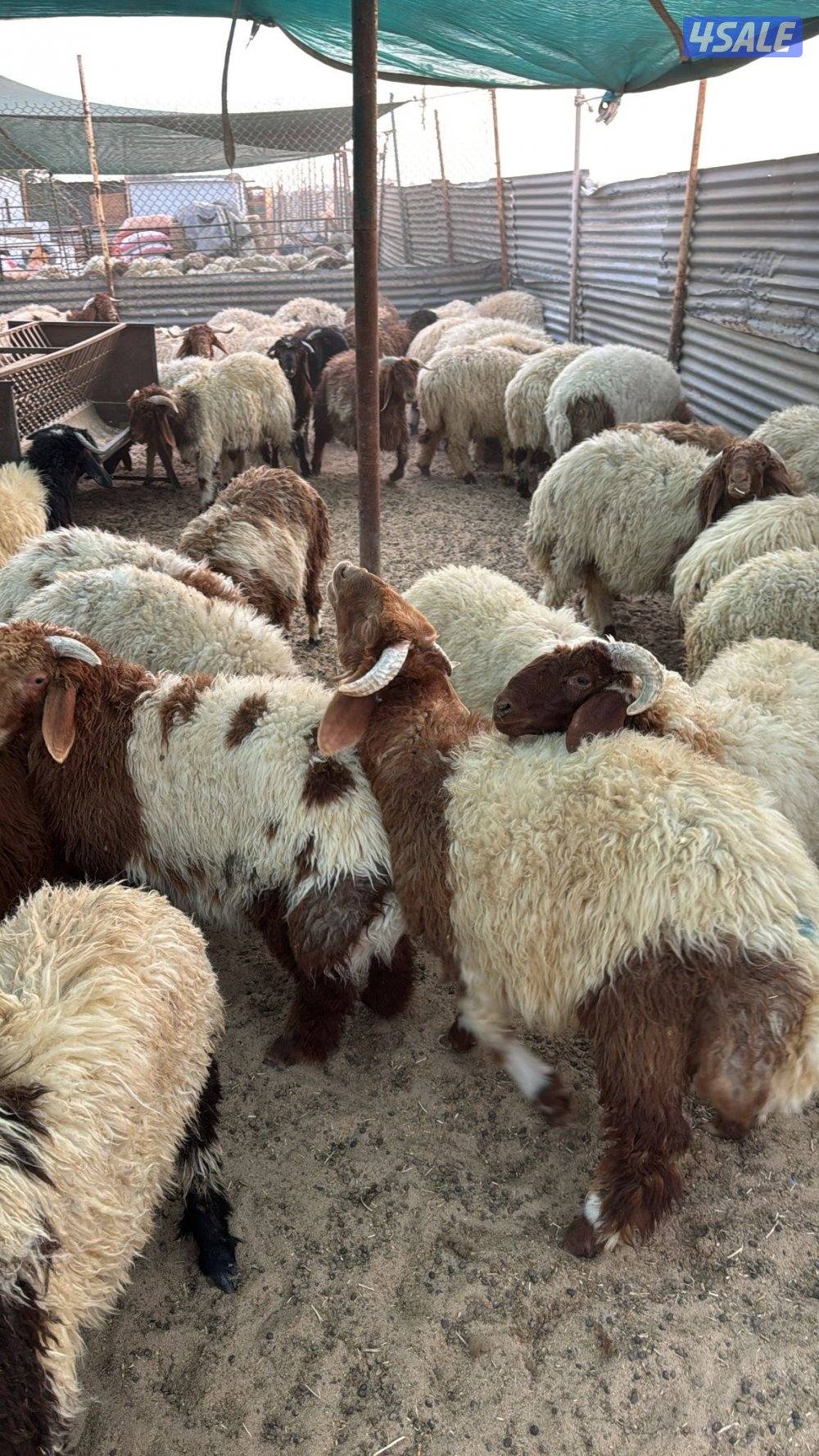 ذبائخ نعيم مربوط واصل الى بيتك ب110 مع الذبح والتوصيل3