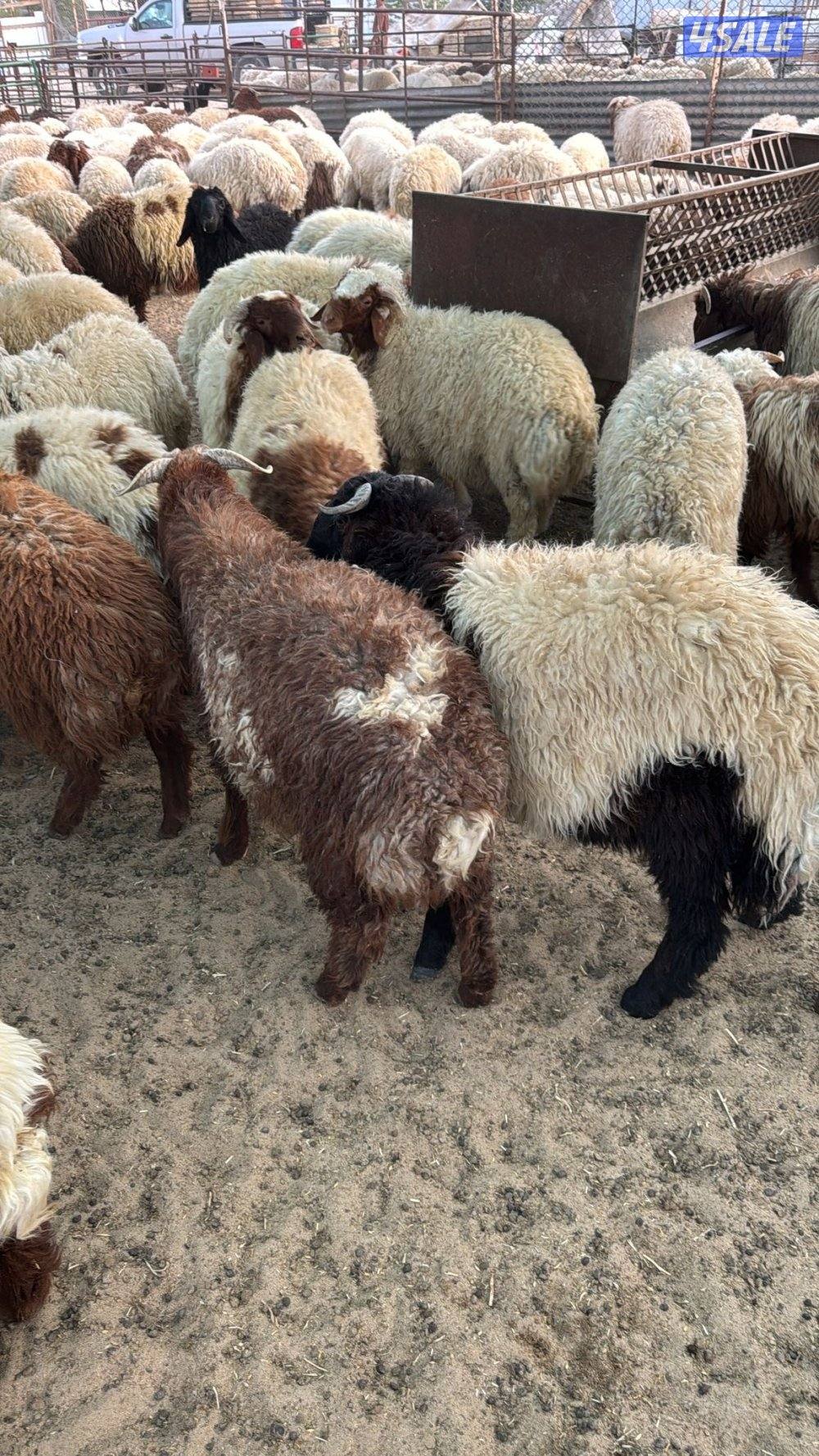 ذبائخ نعيم مربوط واصل الى بيتك ب110 مع الذبح والتوصيل4