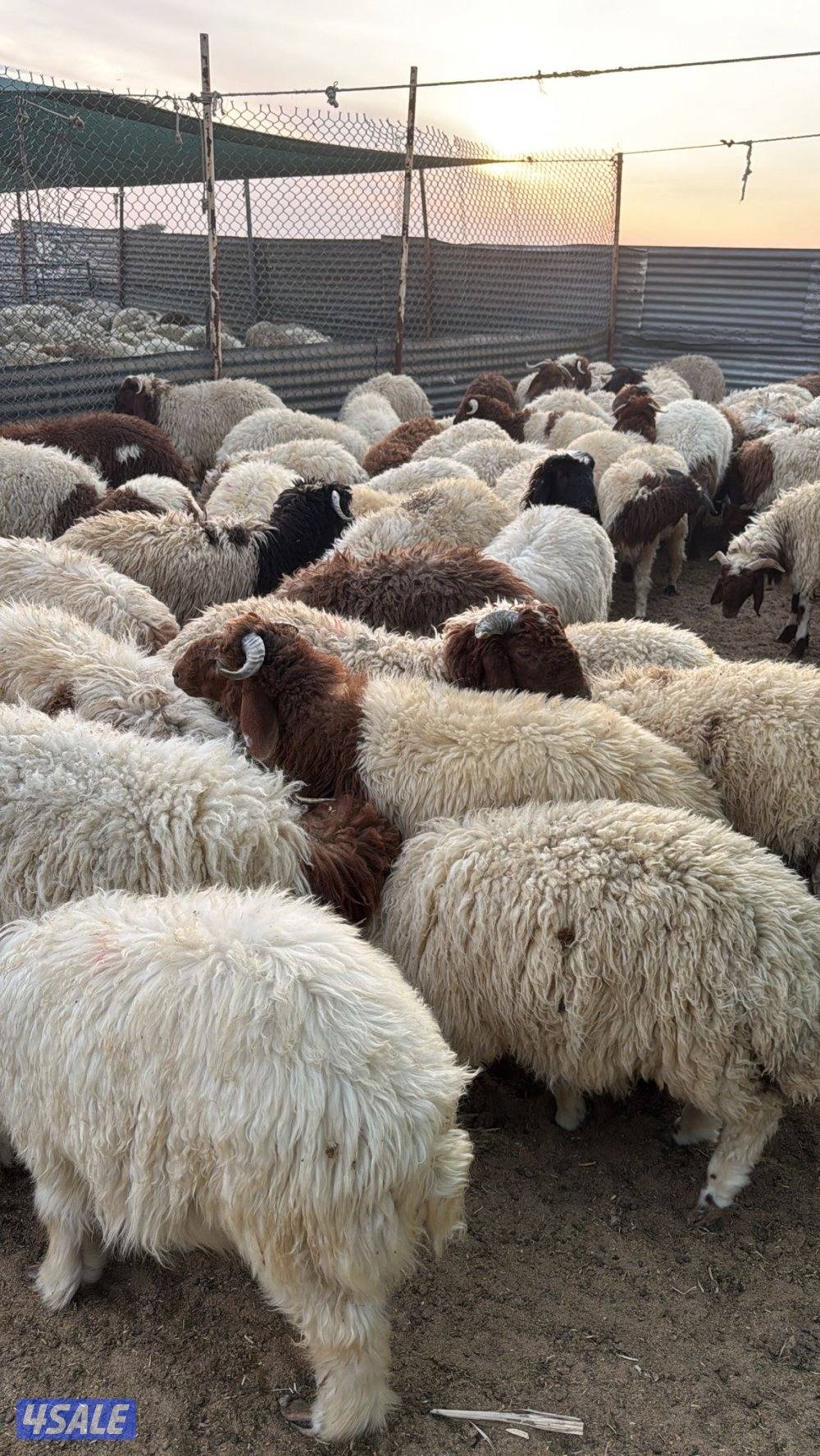 ذبائخ نعيم مربوط واصل الى بيتك ب110 مع الذبح والتوصيل5