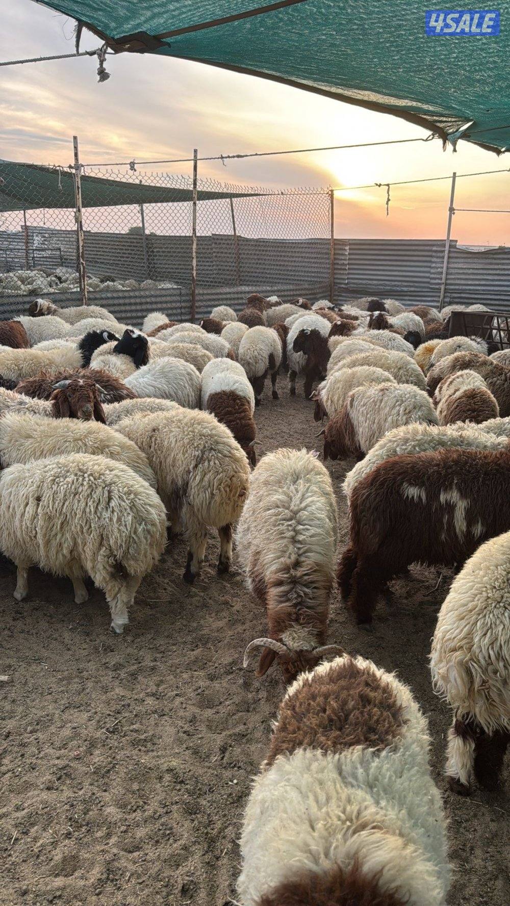 ذبائخ نعيم مربوط واصل الى بيتك ب110 مع الذبح والتوصيل6